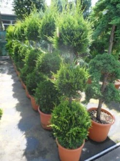 Cupressocyparis, Triobol (Cupressocyparis Leylandii 'Castlewellan Gold') -Directplant Winkel cupressocyparis leylandii castlewellan gold triobol 125 150 175 c25