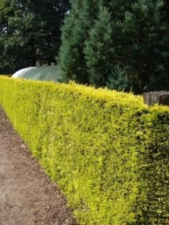 Gele Haagconifeer (Cupressocyparis Leylandii 'Gold Rider') -Directplant Winkel cupressocyparis leylandii gold rider 1