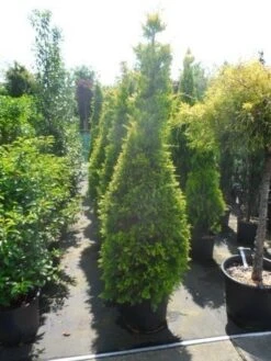 Gele Haagconifeer (Cupressocyparis Leylandii 'Gold Rider') -Directplant Winkel cupressocyparis leylandii goldrider 175 200 1