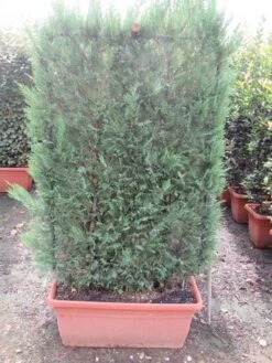 Conifeer Meeneemhaag (Cupressocyparis Leylandii) -Directplant Winkel cupressocyparis leylandii leivorm 80x120