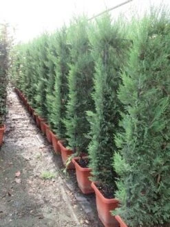 Conifeer Meeneemhaag (Cupressocyparis Leylandii) -Directplant Winkel cupressocyparis leylandii leivorm 80x120 2