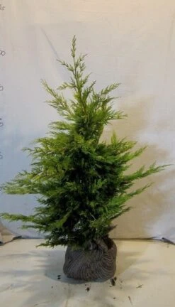 Gele Haagconifeer (Cupressocyparis Leylandii 'Gold Rider') -Directplant Winkel cupressulgoldrider080 100