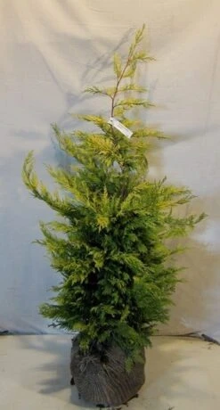 Gele Haagconifeer (Cupressocyparis Leylandii 'Gold Rider') -Directplant Winkel cupressulgoldrider100 125 1