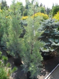 Cipres (Cupressus Arizonica 'Glauca') -Directplant Winkel cupressus arizonica glauca 100 125 1