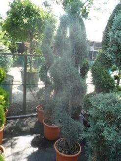 Cipres Als Spiraal (Cupressus Arizonica 'Glauca') -Directplant Winkel cupressus arizonica glauca spiraal 175 200 c25