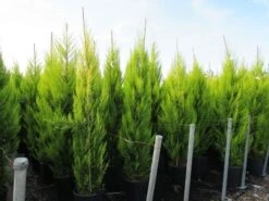 Cipres Kamerconifeer (Cupressus Macrocarpa 'Goldcrest') -Directplant Winkel cupressus macrocarpa goldcrest