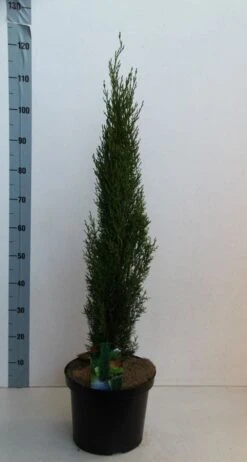 Italiaanse Cipres (Cupressus Sempervirens 'Totem') -Directplant Winkel cupressus semp totem 80 100 cm co. 10l kopie 2