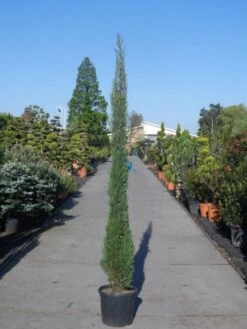 Italiaanse Cypres (Cupressus Sempervirens 'Stricta') 38 Italiaanse Cypres (Cupressus Sempervirens 'Stricta') -Directplant Winkel cupressus sempervirens strica 200 250 c30 1