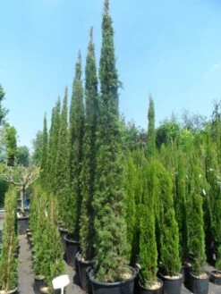 Italiaanse Cypres (Cupressus Sempervirens 'Stricta') 35 Italiaanse Cypres (Cupressus Sempervirens 'Stricta') -Directplant Winkel cupressus sempervirens stricta 250 300 c70