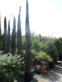 Italiaanse Cypres (Cupressus Sempervirens 'Stricta') 36 Italiaanse Cypres (Cupressus Sempervirens 'Stricta') -Directplant Winkel cupressus sempervirens stricta 350 400 450