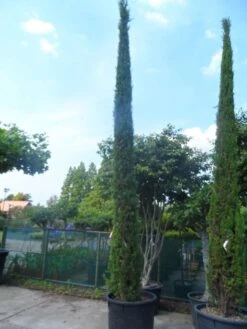Italiaanse Cypres (Cupressus Sempervirens 'Stricta') 37 Italiaanse Cypres (Cupressus Sempervirens 'Stricta') -Directplant Winkel cupressus sempervirens stricta 400 500 1
