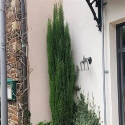 Italiaanse Cipres (Cupressus Sempervirens 'Totem') -Directplant Winkel cupressus sempervirens totem