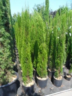 Italiaanse Cipres (Cupressus Sempervirens 'Totem') -Directplant Winkel cupressus sempervirens totem 125 150 175