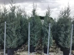 Cipres (Cupressus Arizonica 'Glauca') -Directplant Winkel cupressusarizonicaglauca