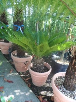 Cycaspalm (Cycas Revoluta) -Directplant Winkel cycas revoluta 60 80 c50