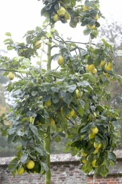 Kweepeer (Cydonia Oblonga 'Rea's Mammoth') 5 Kweepeer (Cydonia Oblonga 'Rea's Mammoth') -Directplant Winkel cydonia oblonga01 1