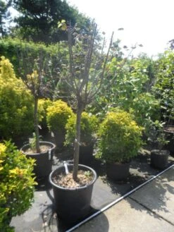 Kweepeer (Cydonia Oblonga) -Directplant Winkel cydonia oblonga halfstam 14 16 18