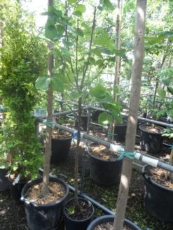 Kweepeer (Cydonia Oblonga) -Directplant Winkel cydonia oblonga halfstam 5 6 8 c10