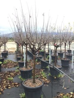 Kaki (Diospyros Kaki 'Rojo Brilliante') -Directplant Winkel cydoniavranjamf 1