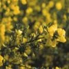 Brem (Cytisus Praecox 'Allgold') -Directplant Winkel cypallgo 4 2 2
