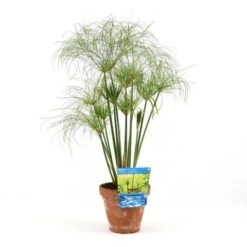 Papyrusplant (Cyperus Percamenthus) -Directplant Winkel cyperus percamenthus