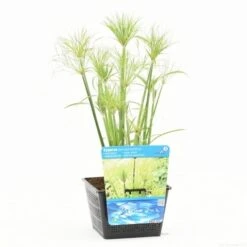 Papyrusplant (Cyperus Percamenthus) -Directplant Winkel cyperus percamenthus s