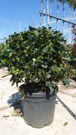 Amerikaanse Hulst Als Bol (Ilex 'Nellie R Stevens') -Directplant Winkel d0f6a956 bb2c 4c22 95a8 c590e7f9bcab