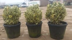 Kardinaalshoed Als Bol (Euonymus Japonicus 'Bravo') -Directplant Winkel d71b7b6e e144 4bb1 a0a7 edc0f1496650 1