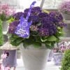 Hortensia Deep Purple Dance (Hydrangea 'Music Collection') -Directplant Winkel deep purple dance 2 1