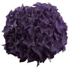 Hortensia Deep Purple Dance (Hydrangea 'Music Collection') -Directplant Winkel deep purple dance bloem 2 1