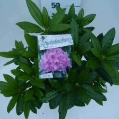 Rhododendron (Rhododendron 'Delta') -Directplant Winkel delta c5 boven 2