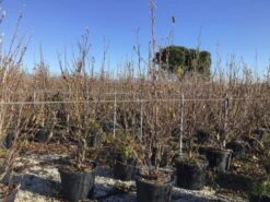 Beverboom (Magnolia Denudata) -Directplant Winkel denudata200cm