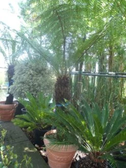 Boomvaren (Dicksonia Antarctica) -Directplant Winkel dicksonia antarctica 100 120stam 1