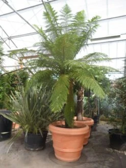 Grote Boomvaren (Dicksonia Antarctica) -Directplant Winkel dicksonia antarctica 160stam extra 1