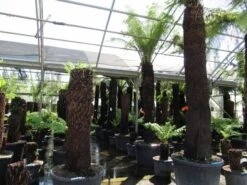 Grote Boomvaren (Dicksonia Antarctica) -Directplant Winkel dicksonia antarctica 2 1