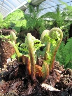 Grote Boomvaren (Dicksonia Antarctica) -Directplant Winkel dicksonia antarctica 3 1 1