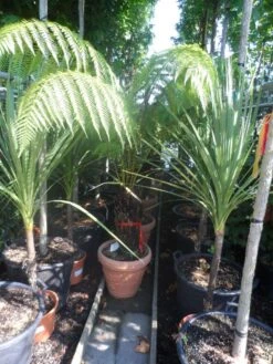 Boomvaren (Dicksonia Antarctica) 19 Boomvaren (Dicksonia Antarctica) -Directplant Winkel dicksonia antarctica 40stam cont