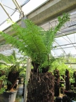 Grote Boomvaren (Dicksonia Antarctica) -Directplant Winkel dicksonia antarctica 4 1 1