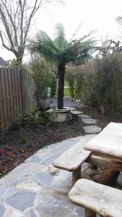 Grote Boomvaren (Dicksonia Antarctica) -Directplant Winkel dicksonia antartica 1