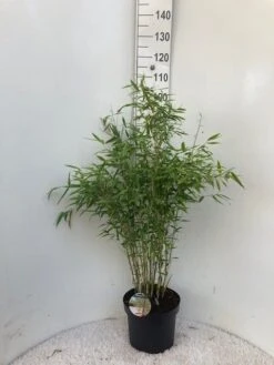 Niet Woekerende Bamboe (Fargesia 'Dino') 9 Niet Woekerende Bamboe (Fargesia 'Dino') -Directplant Winkel dino c10 1