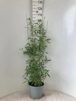 Niet Woekerende Bamboe (Fargesia 'Dino') 8 Niet Woekerende Bamboe (Fargesia 'Dino') -Directplant Winkel dino c5 1