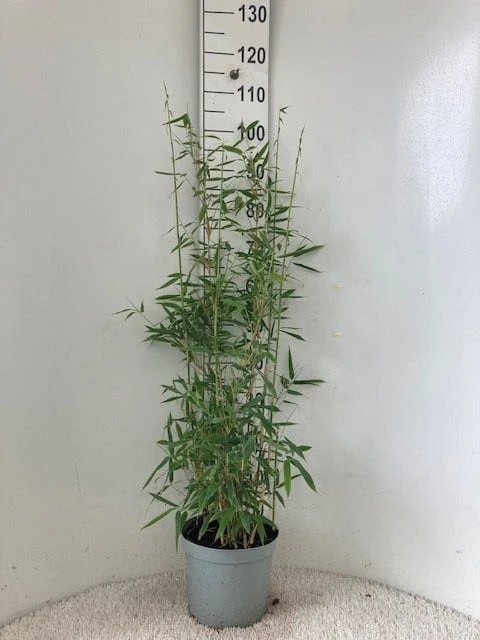 Niet Woekerende Bamboe (Fargesia 'Dino') 4 Niet Woekerende Bamboe (Fargesia 'Dino') - Afbeelding 2