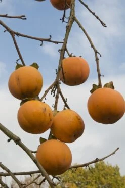 Kaki (Diospyros Kaki) -Directplant Winkel diospyros kaki02 1