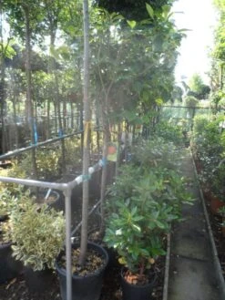 Kaki (Diospyros Kaki) -Directplant Winkel diospyros kaki halfstam 12 14