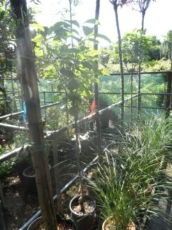 Kaki (Diospyros Kaki) -Directplant Winkel diospyros kaki halfstam 5 6 8 c10 1