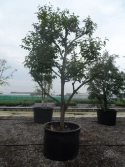 Kaki (Diospyros Kaki) -Directplant Winkel diospyros kaki muscat solitair 1