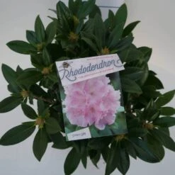Dwergrhododendron (Rhododendron 'Dreamland') -Directplant Winkel dreamland c4 boven 3