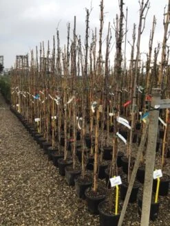 Witte Druif (Vitis Vinifera 'Italia') 7 Witte Druif (Vitis Vinifera 'Italia') -Directplant Winkel druif