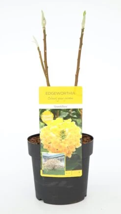 Papierstruik (Edgeworthia Chrysantha) -Directplant Winkel dsc 0189