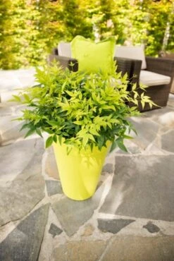 Hemelse Bamboe (Nandina Domestica 'Lemon And Lime') -Directplant Winkel dsc 4593 bew